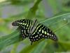 Graphium agamemnon (Grünes Dreieck)